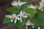 Amur honeysuckle